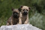 CAIRN TERRIER 457